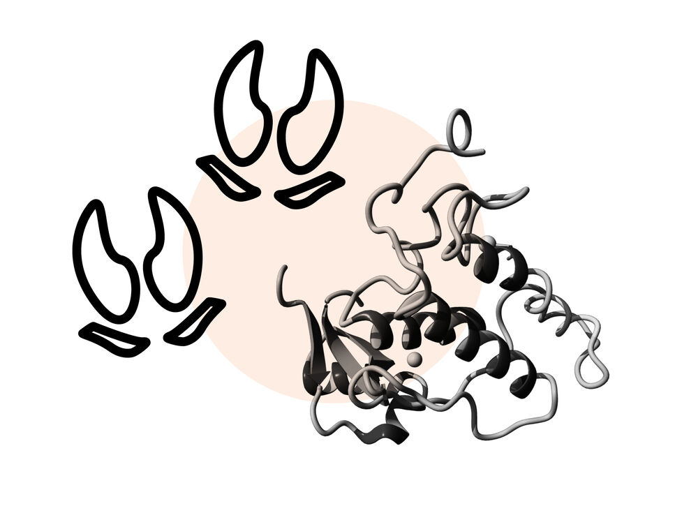 A protein structure and an icon of animal feet