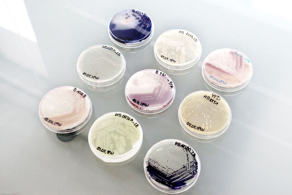 Petri dishes with microorganisms at BRAIN