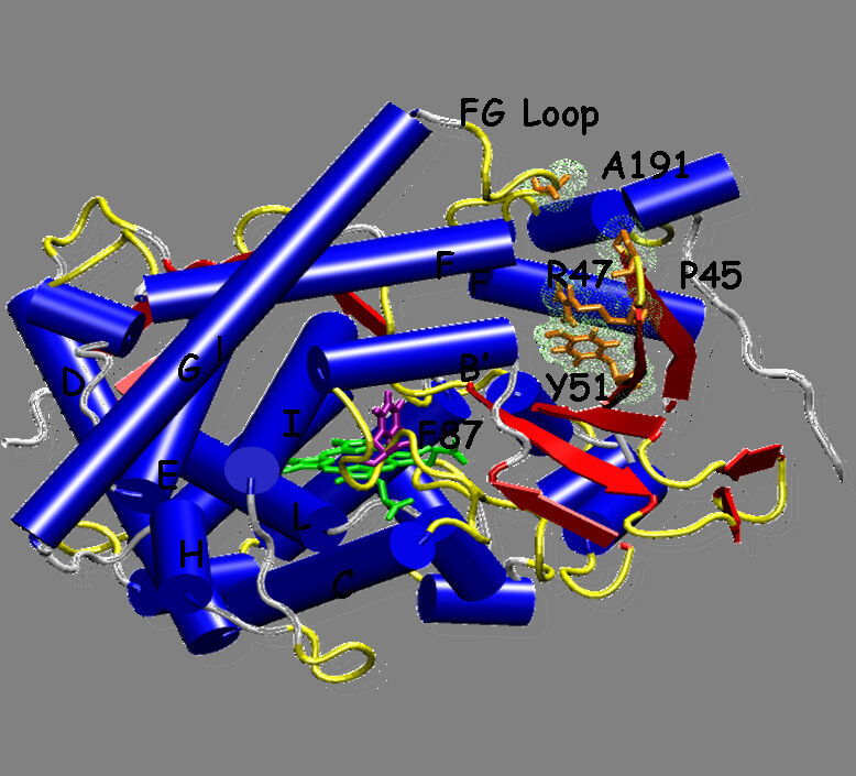 BRAIN AG: Auf der Suche nach dem geeigneten Biokatalysator: Aktive Metagenom-Oxygenase kloniert und exprimiert in E. coli