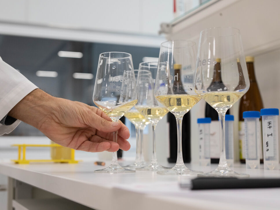 Weingläser mit einer weissweinfarbenen Flüssigkeit in einem Labor