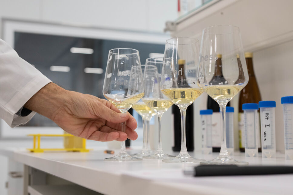 Weingläser mit einer weissweinfarbenen Flüssigkeit in einem Labor
